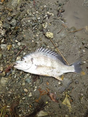 キビレの釣果