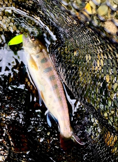 ヤマメの釣果