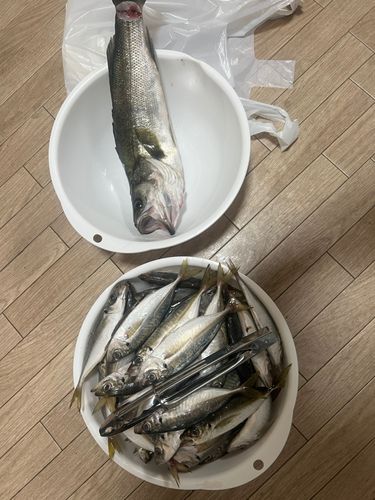 アジの釣果