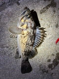 クロソイの釣果