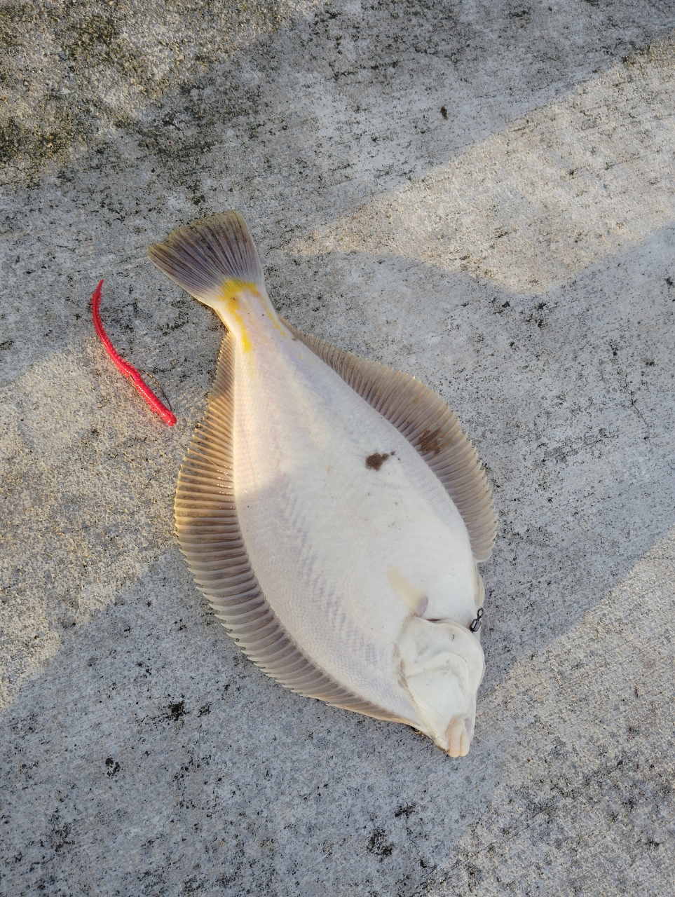 EARLY 109MMH LIMITED “PILLAR” | LIMITED ROD | YAMAGA Blanks