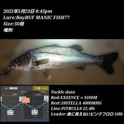 シーバス