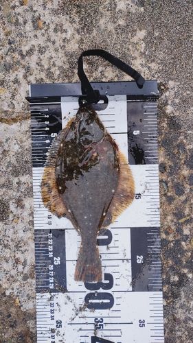 イシガレイの釣果