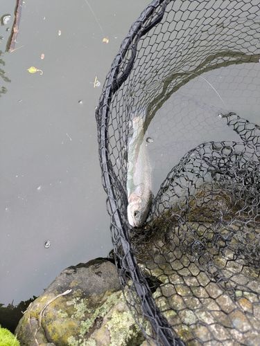 ニジマスの釣果