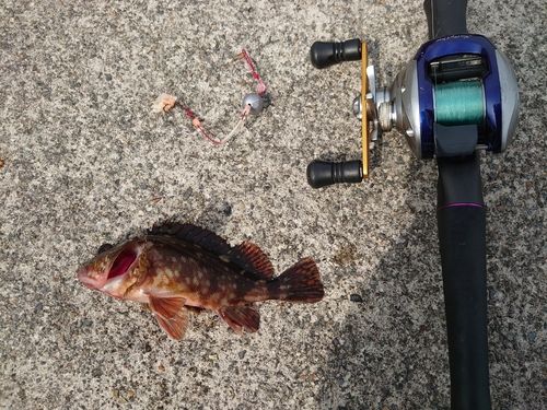 カサゴの釣果