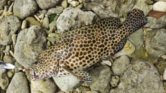 イシミーバイの釣果