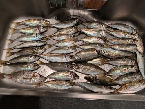 アジの釣果