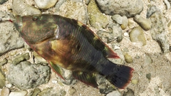 ミツバモチノウオの釣果
