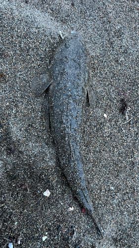 マゴチの釣果