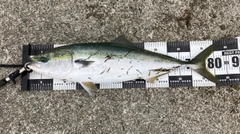 ブリの釣果