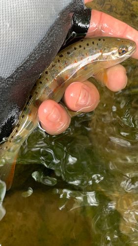 アマゴの釣果