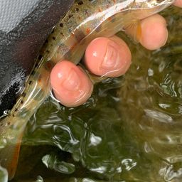 アマゴ