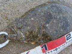 ヒラメの釣果