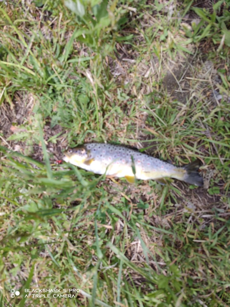 ブラウントラウト