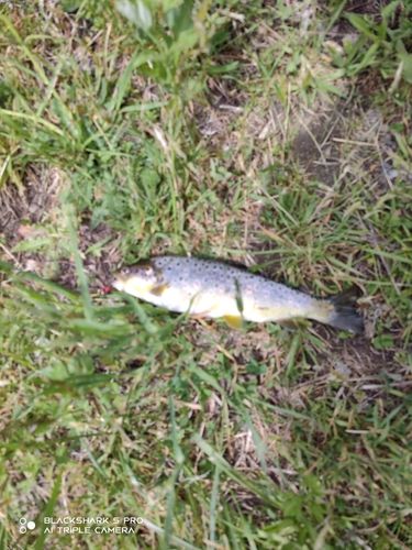 ブラウントラウトの釣果