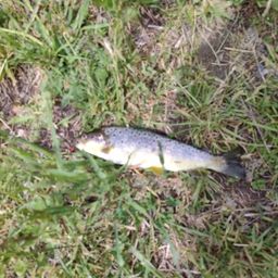 ブラウントラウト