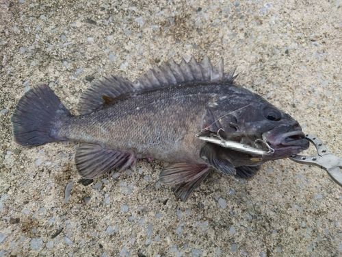 クロソイの釣果