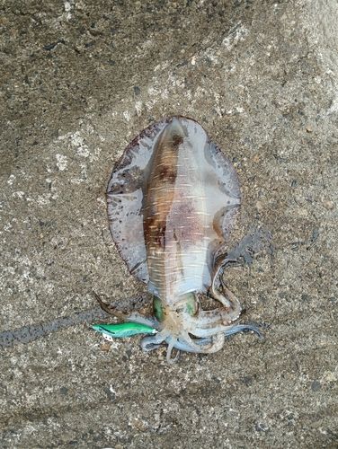 アオリイカの釣果