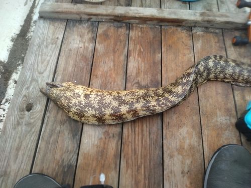 ウツボの釣果