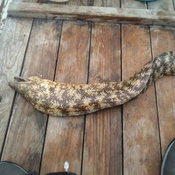 ウツボ