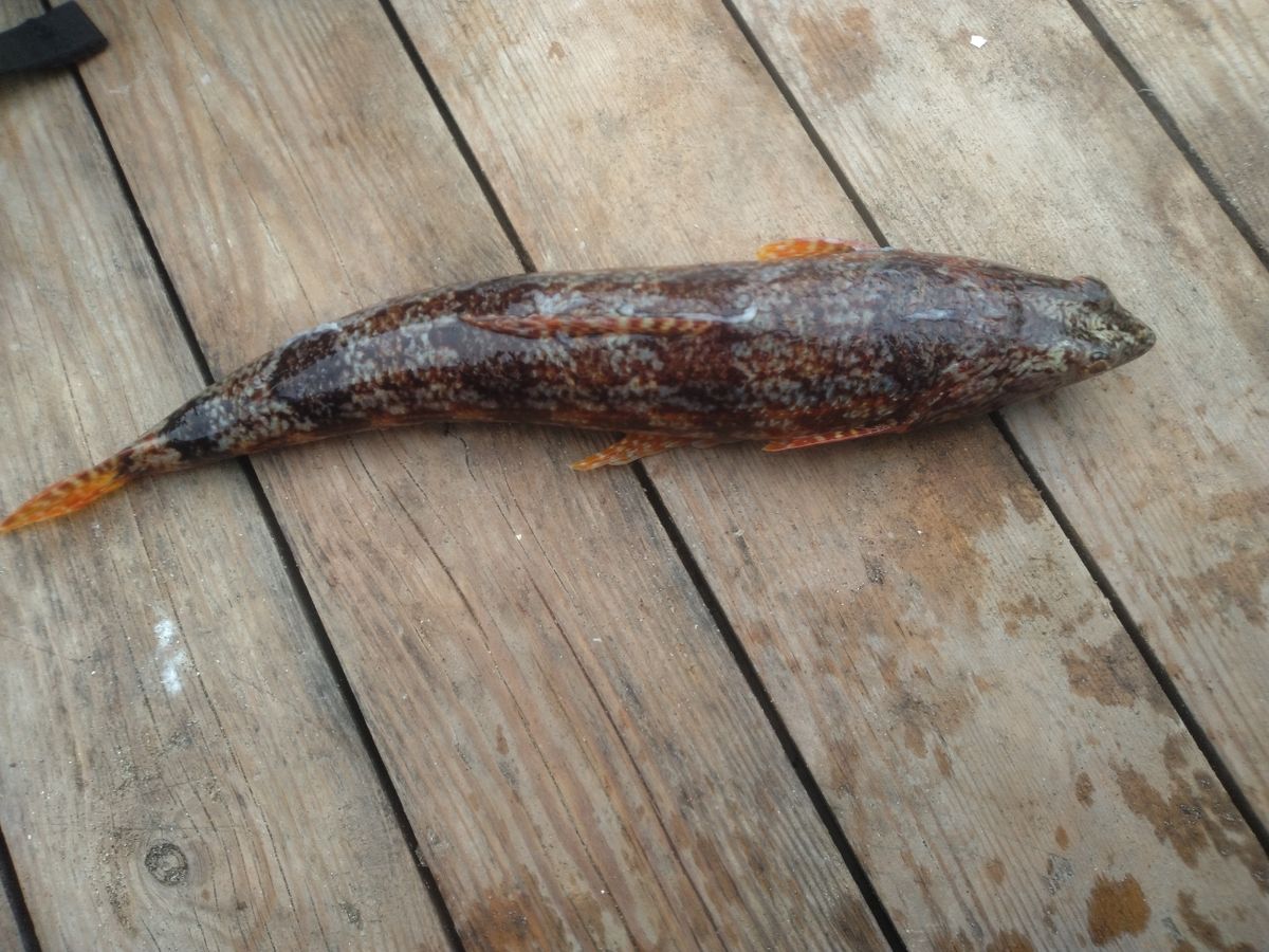 めんま2525さんの釣果 2枚目の画像