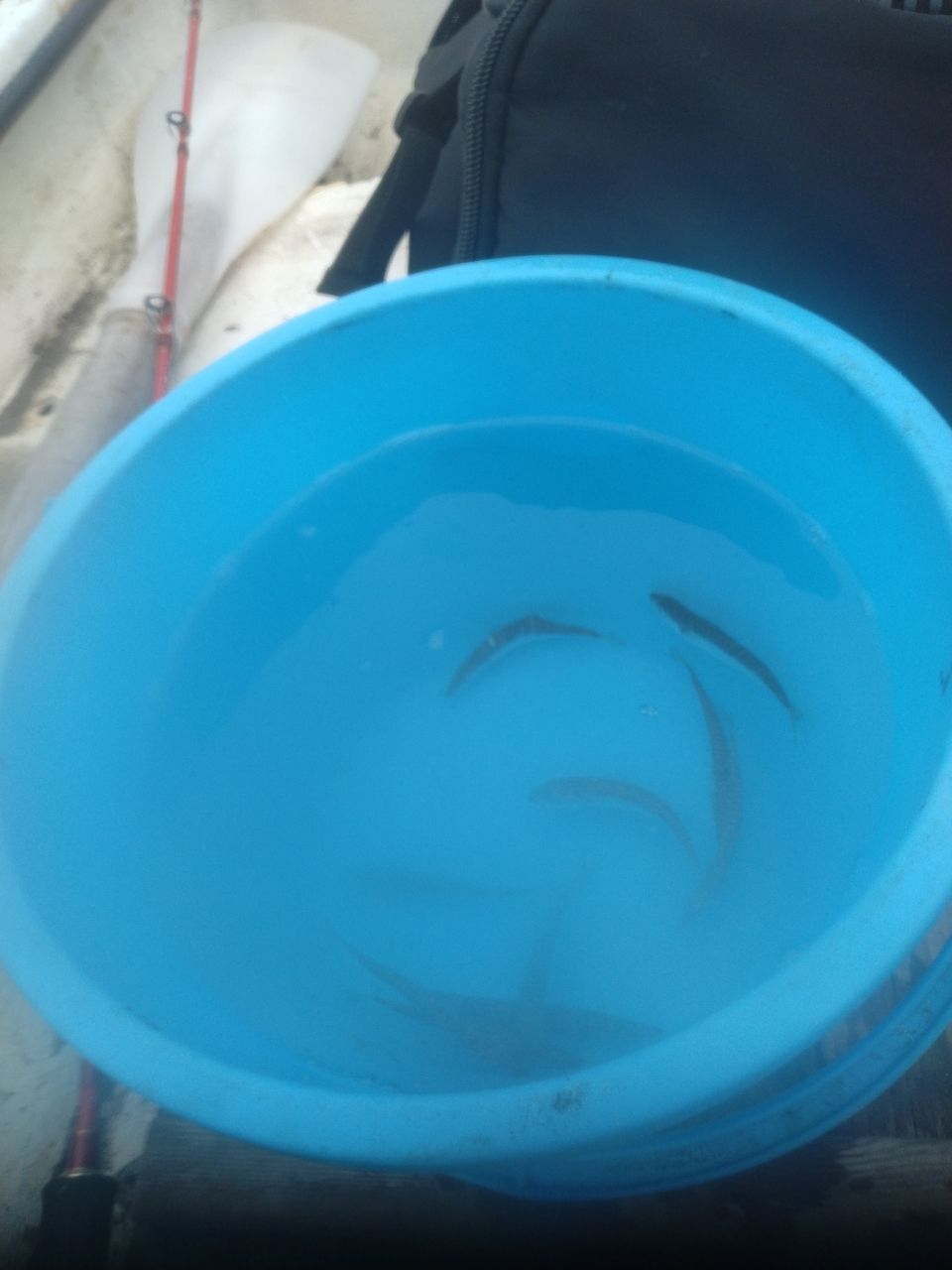 めんま2525さんの釣果 3枚目の画像