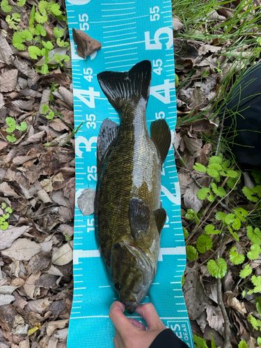 スモールマウスバスの釣果