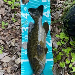 スモールマウスバス