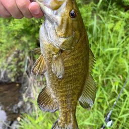 スモールマウスバス