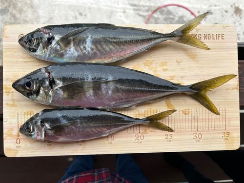 アジの釣果