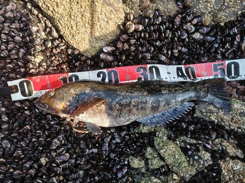 アイナメの釣果