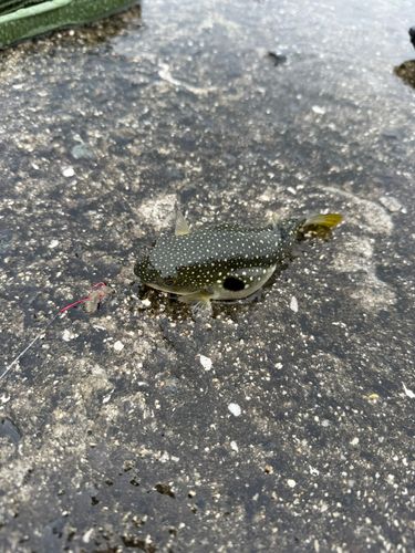 クサフグの釣果