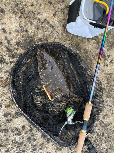 ヒラメの釣果