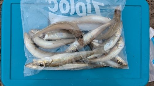キスの釣果