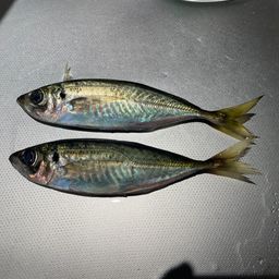 アジ