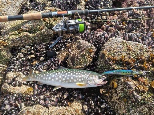 アメマスの釣果