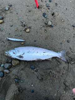 サクラマスの釣果