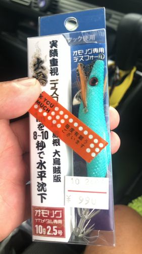ケンサキイカの釣果