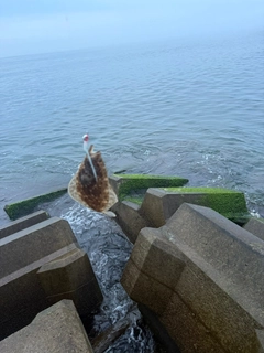 ソゲの釣果