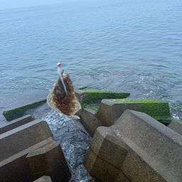 ソゲ