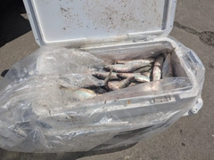 ニシンの釣果
