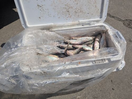 ニシンの釣果