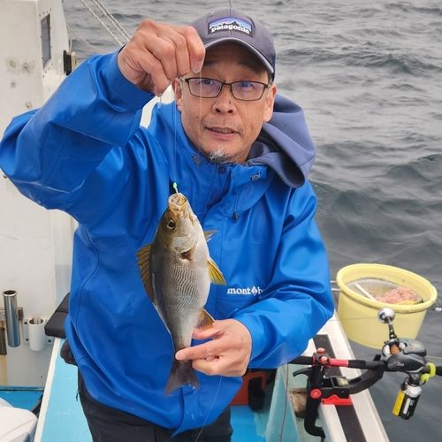 イサキの釣果