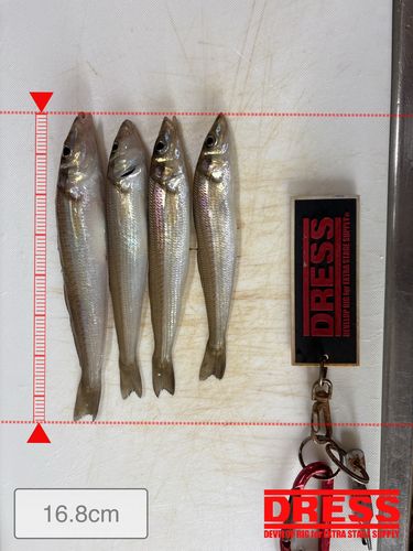 キスの釣果