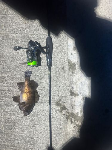 メバルの釣果