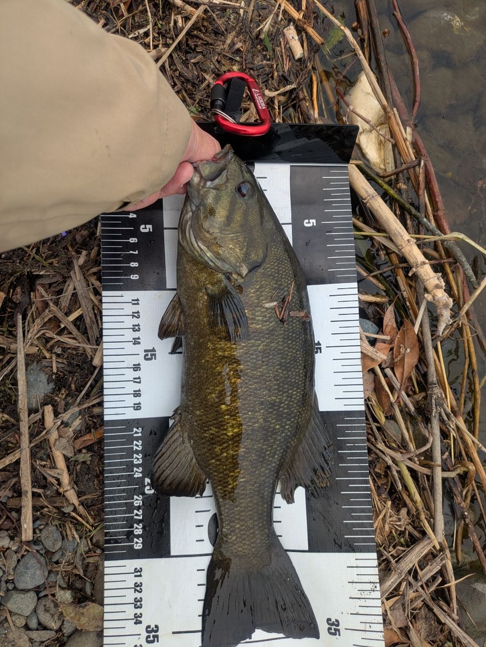 スモールマウスバス