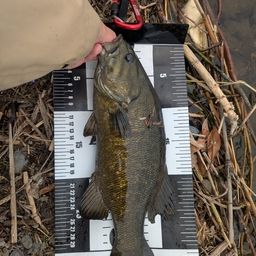 スモールマウスバス