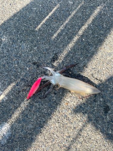 マメイカの釣果