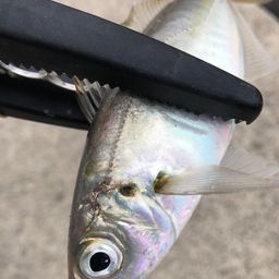 アジ