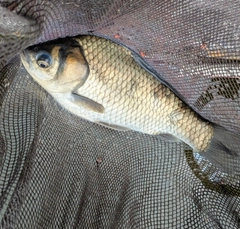 ヘラブナの釣果